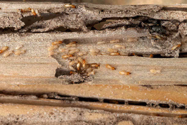Best Best Pest Control Companies  in Mulberry, NC