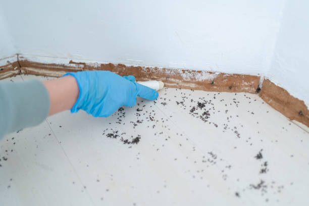 Bird Control in Mulberry, NC